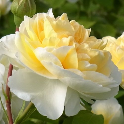 vásárlásRosa Lady Romantica® - diszkrét illatú rózsa - Angolrózsa virágú- magastörzsű rózsafa - fehér - Meilland International- bokros koronaforma - Kompakt, bokros koronaformájú rózsafa, tömvetelt, krémszínű virágokkal.